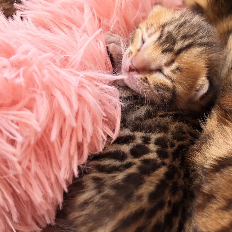 bengal kitten